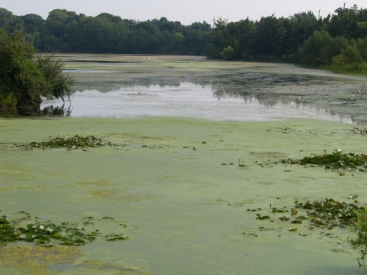 Ecological Engineering Lake Restoration